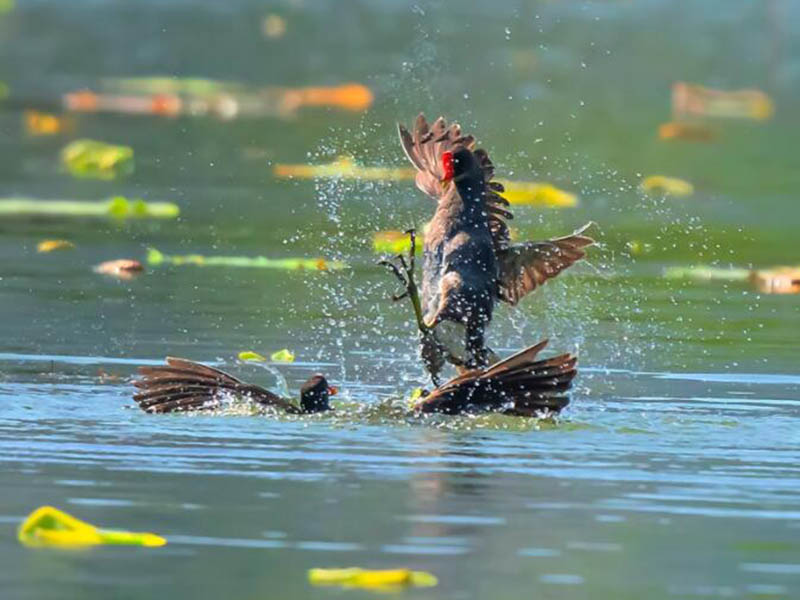 水产养殖水质监测注意事项